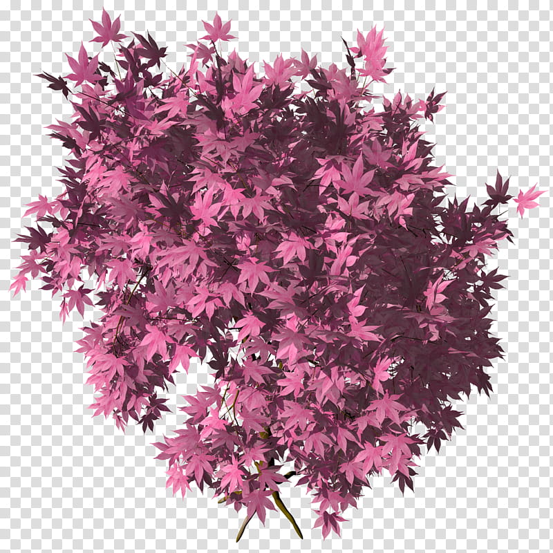 Ohmomiji Acer Amoenum TIF, pink leaves transparent background PNG clipart