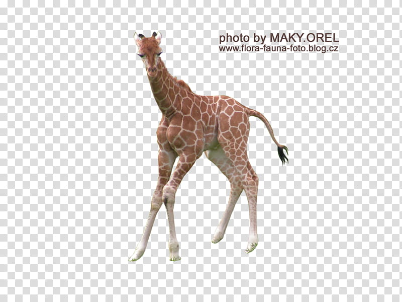 SET Giraffe baby, giraffe transparent background PNG clipart