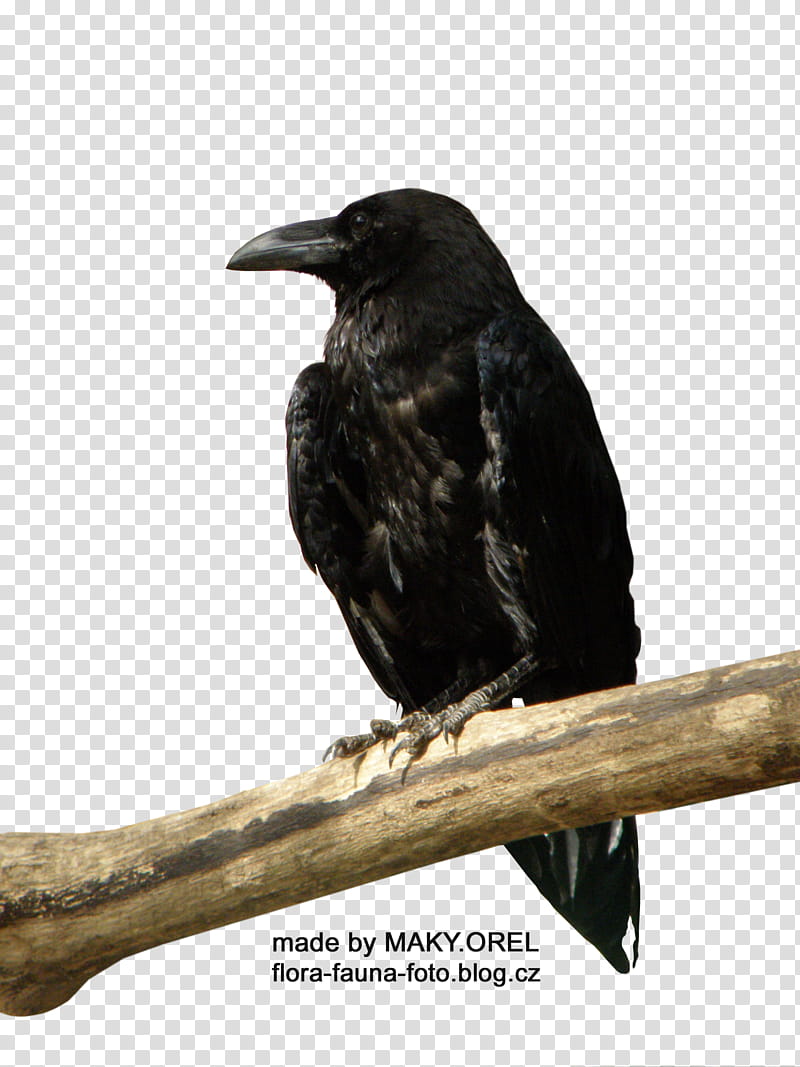 SET Black crow, black crow on brown branch illustration transparent background PNG clipart