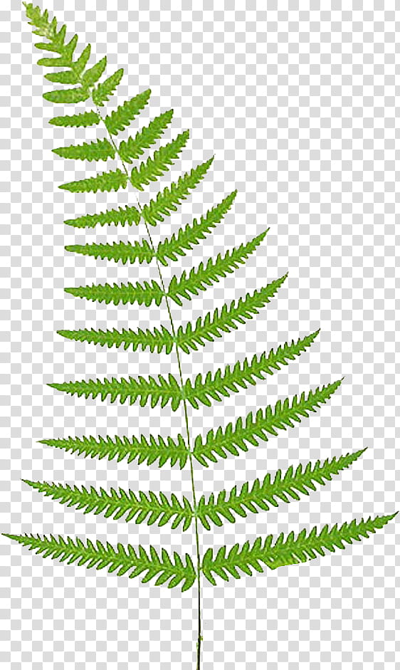 Watercolor Flower, Fern, Vascular Plant, Tree Fern, Silver Fern, Watercolor Painting, Leaf, Vegetation transparent background PNG clipart