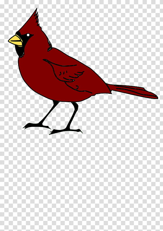 Cardinal Bird, Arizona Cardinals, Northern Cardinal, St Louis Cardinals, Red, Beak, Wing, Black And White transparent background PNG clipart