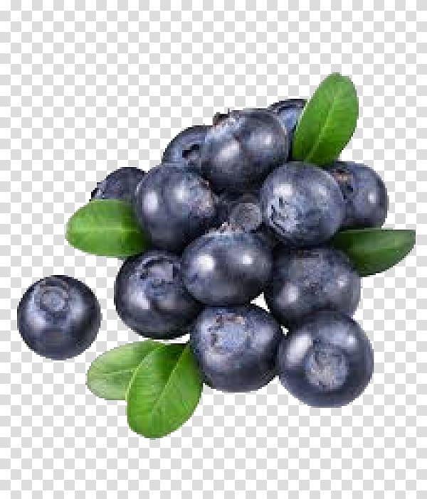 Tea Tree, Blueberry, Blueberry Tea, Bilberry, Huckleberry, Food, Berries, Bakery transparent background PNG clipart