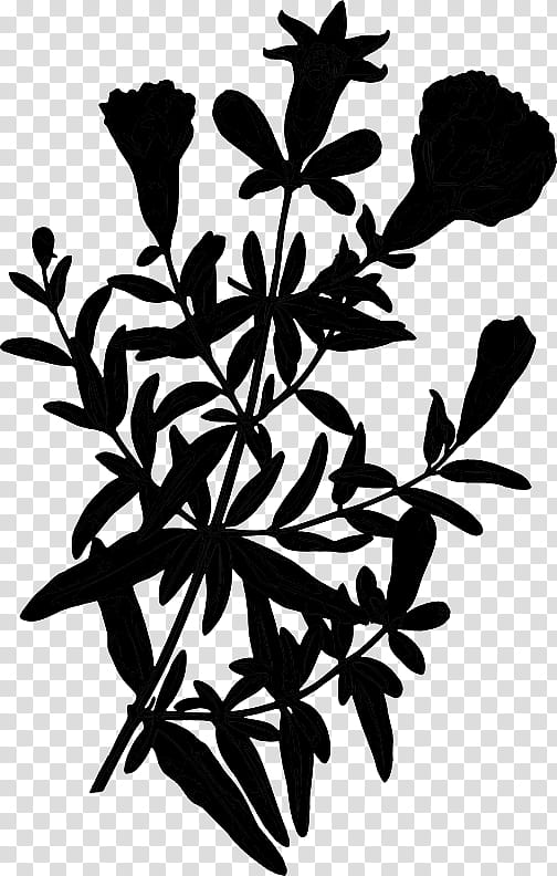 Black And White Flower, Twig, Plant Stem, Leaf, Branch, Plants, Pine, Eastern White Pine transparent background PNG clipart