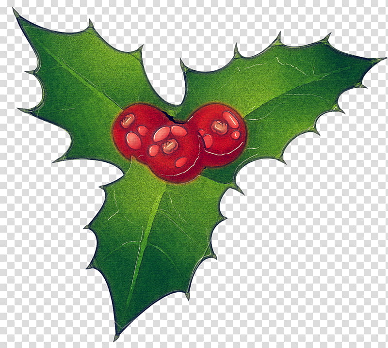 Holly, Leaf, American Holly, Plant, Flower, Hollyleaf Cherry, Flowering Plant, Tree transparent background PNG clipart