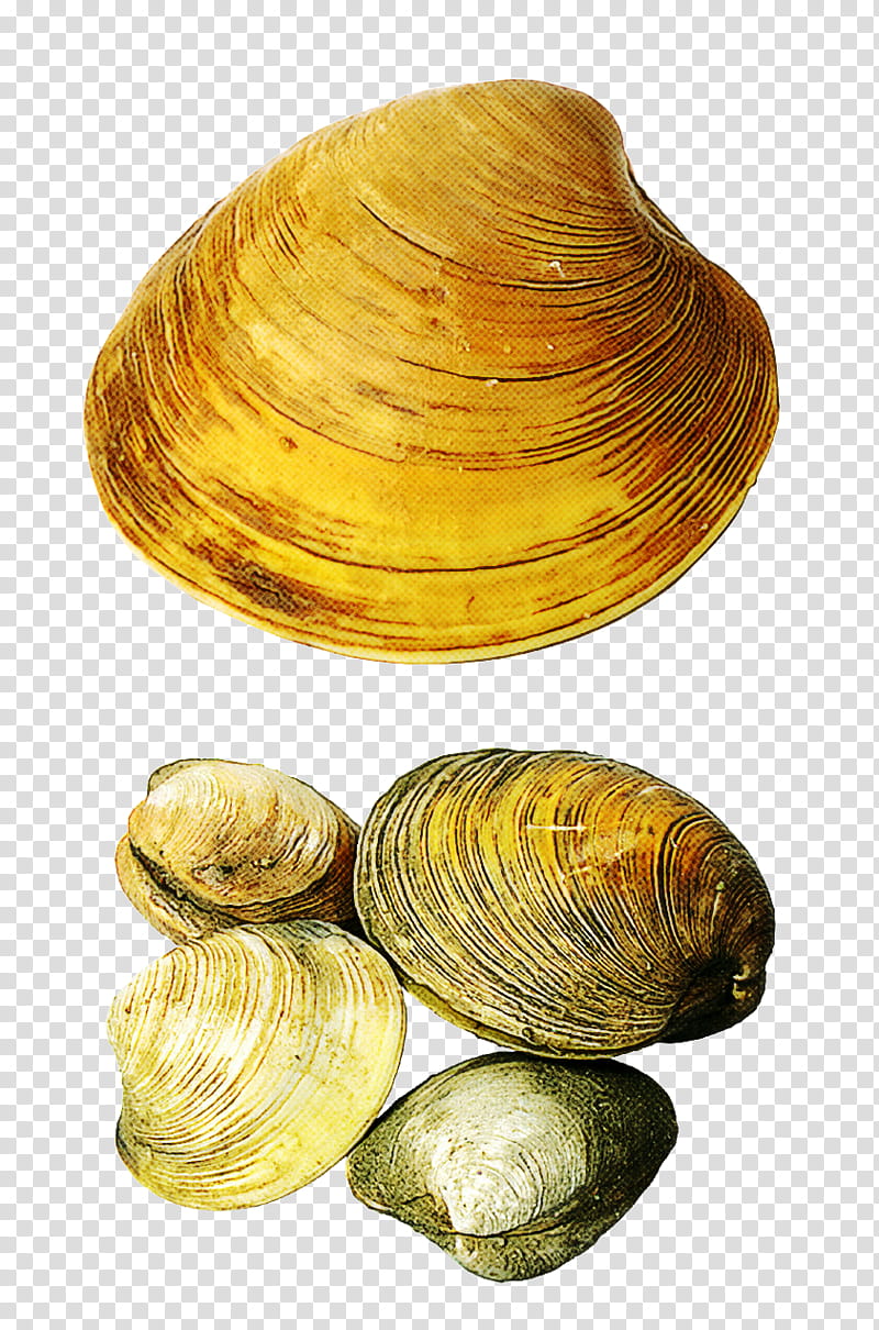 clam bivalve baltic clam mussel cockle, Seafood, Shellfish, Oyster transparent background PNG clipart