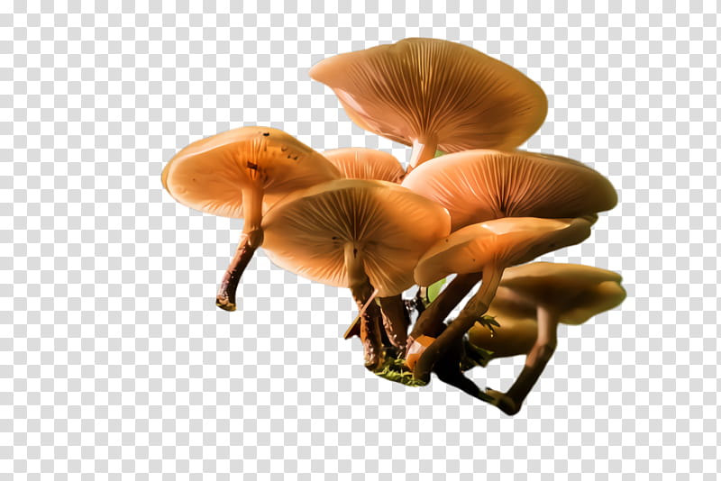 mushroom agaricomycetes oyster mushroom fungus edible mushroom, Auricularia, Plant, Medicinal Mushroom, Agaricus transparent background PNG clipart