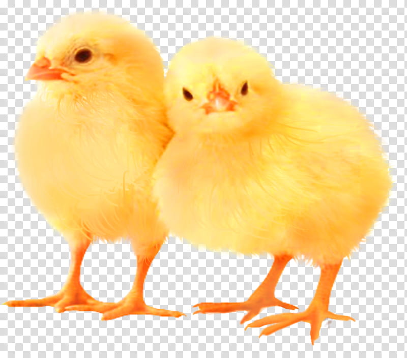 easter theme chickens, two chicken chicks transparent background PNG clipart