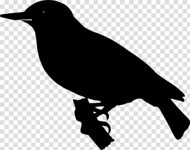 Bird Silhouette, American Crow, New Caledonian Crow, Common Raven, Beak, Fish Crow, Crowlike Bird, Perching Bird transparent background PNG clipart