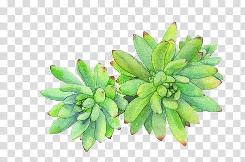 green succulent plant transparent background PNG clipart