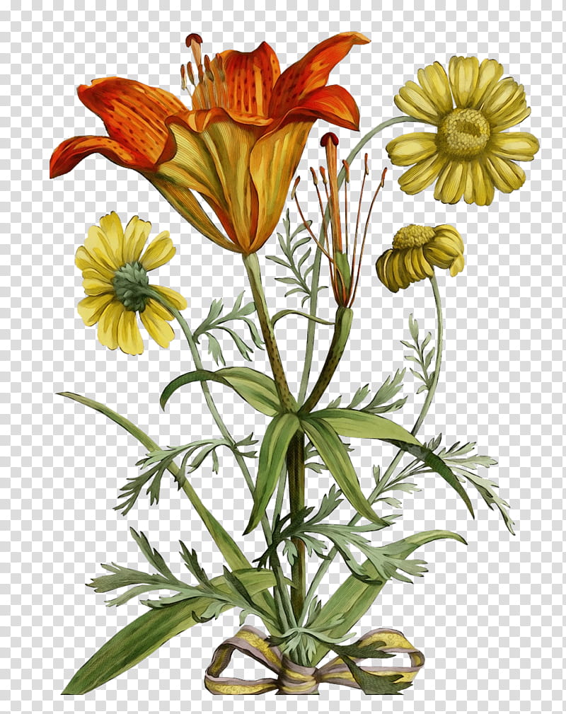 flower plant wildflower petal fritillaria, Watercolor, Paint, Wet Ink, Plant Stem, Herbaceous Plant, Gazania transparent background PNG clipart
