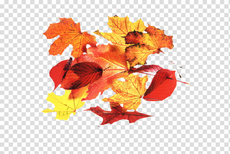 Autumn Leaf Drawing, Maple Leaf, Acer Japonicum, Orange, Watercolor Painting, Tree, Autumn Leaf Color, Twig transparent background PNG clipart