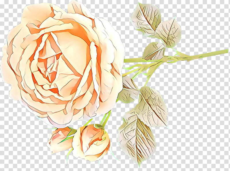 Garden roses, Flower, Orange, Cut Flowers, Rose Family, Petal, Plant, Peach transparent background PNG clipart