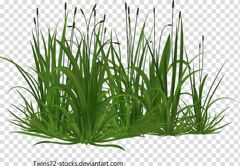 Twins free , green leaf plants Deviant art transparent background PNG clipart