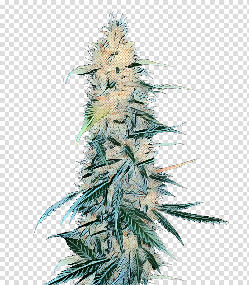 pop art retro vintage, Cannabis, Medical Cannabis, Colorado Spruce, Plant, Leaf, Tree, White Pine transparent background PNG clipart
