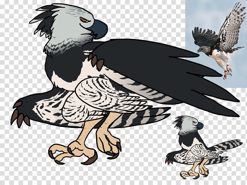 Golden, Bald Eagle, Hawk, Beak, Feather, Tail, Bird, Bird Of Prey transparent background PNG clipart