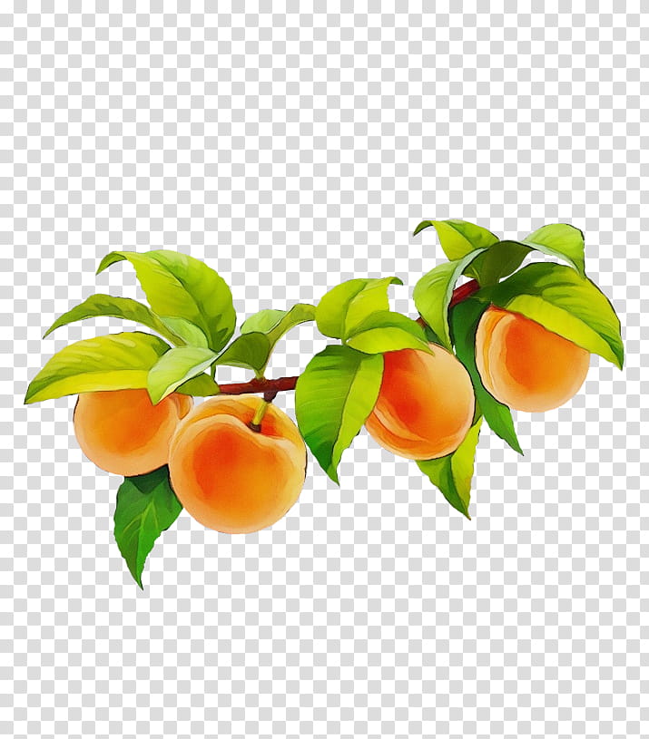 Orange, Watercolor, Paint, Wet Ink, Peach, Fruit, European Plum, Plant, Tree, Flower transparent background PNG clipart
