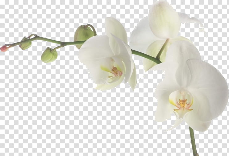 Flowers, Orchids, White, Mural, Moth Orchids, Wall Decal, , Green transparent background PNG clipart