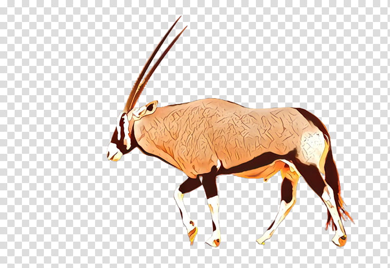 antelope oryx gemsbok wildlife cow-goat family, Cowgoat Family, Horn, Animal Figure, Fawn, Gazelle transparent background PNG clipart