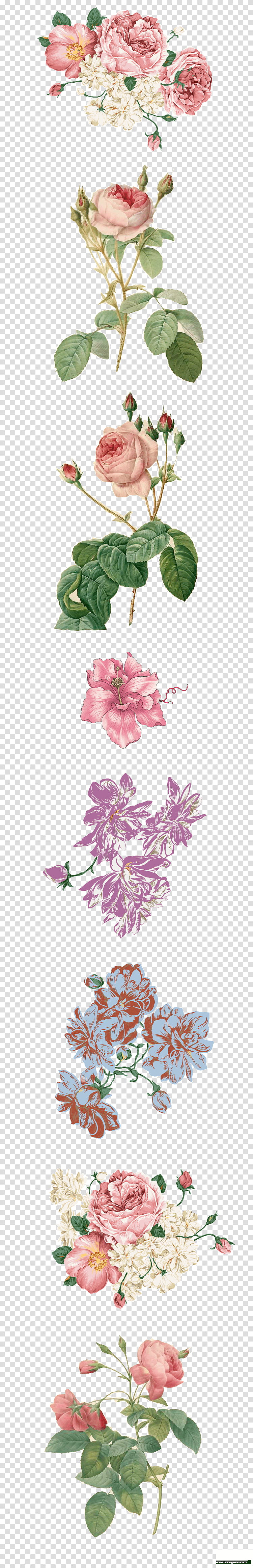 Watercolor Floral, Moutan Peony, Painting, Wall, Flower, Luoyang, Petal, Mural transparent background PNG clipart