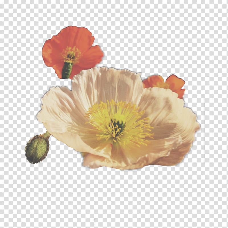 Flowers, Orange Sa, Petal, Plant, Yellow, Poppy Family, Oriental Poppy, Eschscholzia Californica transparent background PNG clipart