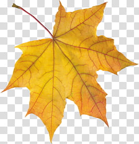 Plants leaves Mega, yellow and red maple leaf transparent background PNG clipart