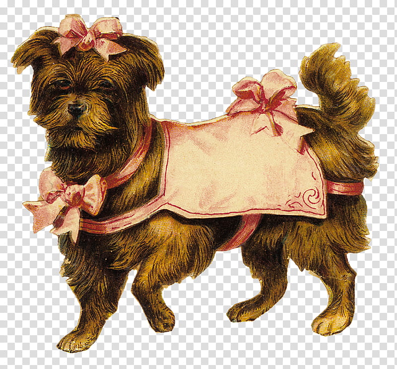 dog dog clothes yorkshire terrier cairn terrier companion dog, Rare Breed Dog transparent background PNG clipart