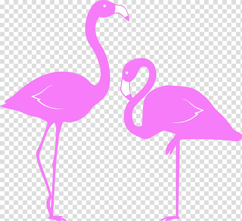 Flamingo, Bird, Greater Flamingo, Pink, Water Bird, Beak transparent background PNG clipart