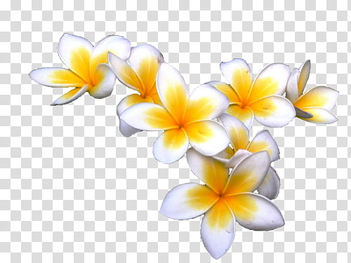 Yellow , yellow and white Plumeria rudra flowers art transparent background PNG clipart