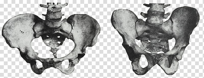 Torso, human bones illustration transparent background PNG clipart