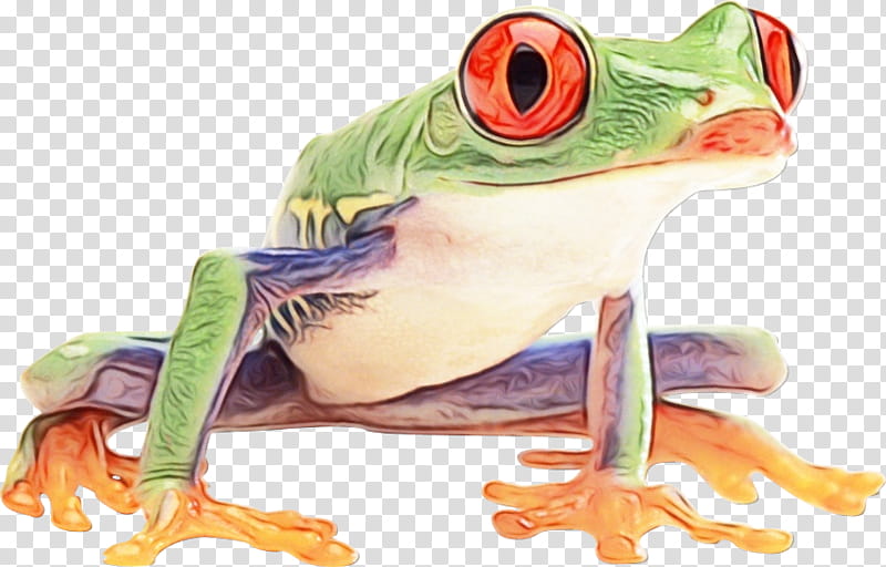 Frog, True Frog, Tree Frog, Redeyed Tree Frog, Toad, Digital Art, Animal, Watch transparent background PNG clipart