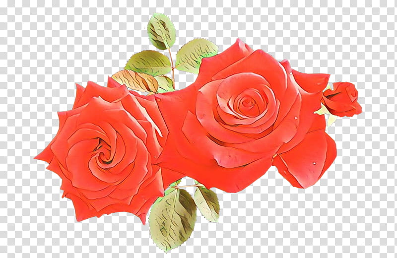 Garden roses, Cartoon, Red, Pink, Flower, Petal, Cut Flowers, Rose Family transparent background PNG clipart