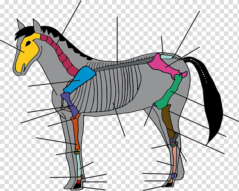 Unicorn, Gallop, Equine Anatomy, Mustang, Equine Coat Color, Human Skeleton, Bridle, Hippology transparent background PNG clipart