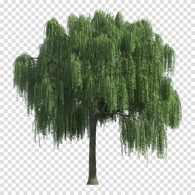 Family Tree, Weeping Willow, Shrub, Willow Tree, Plant, Woody Plant, Grass, Leaf transparent background PNG clipart