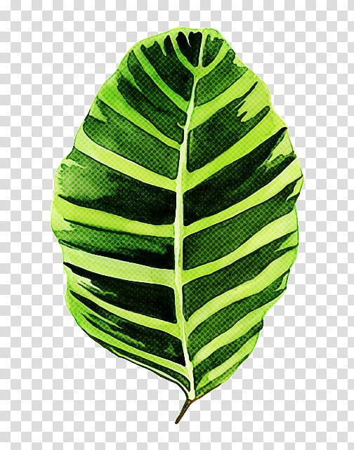 Banana leaf, Green, Plant, Flower transparent background PNG clipart