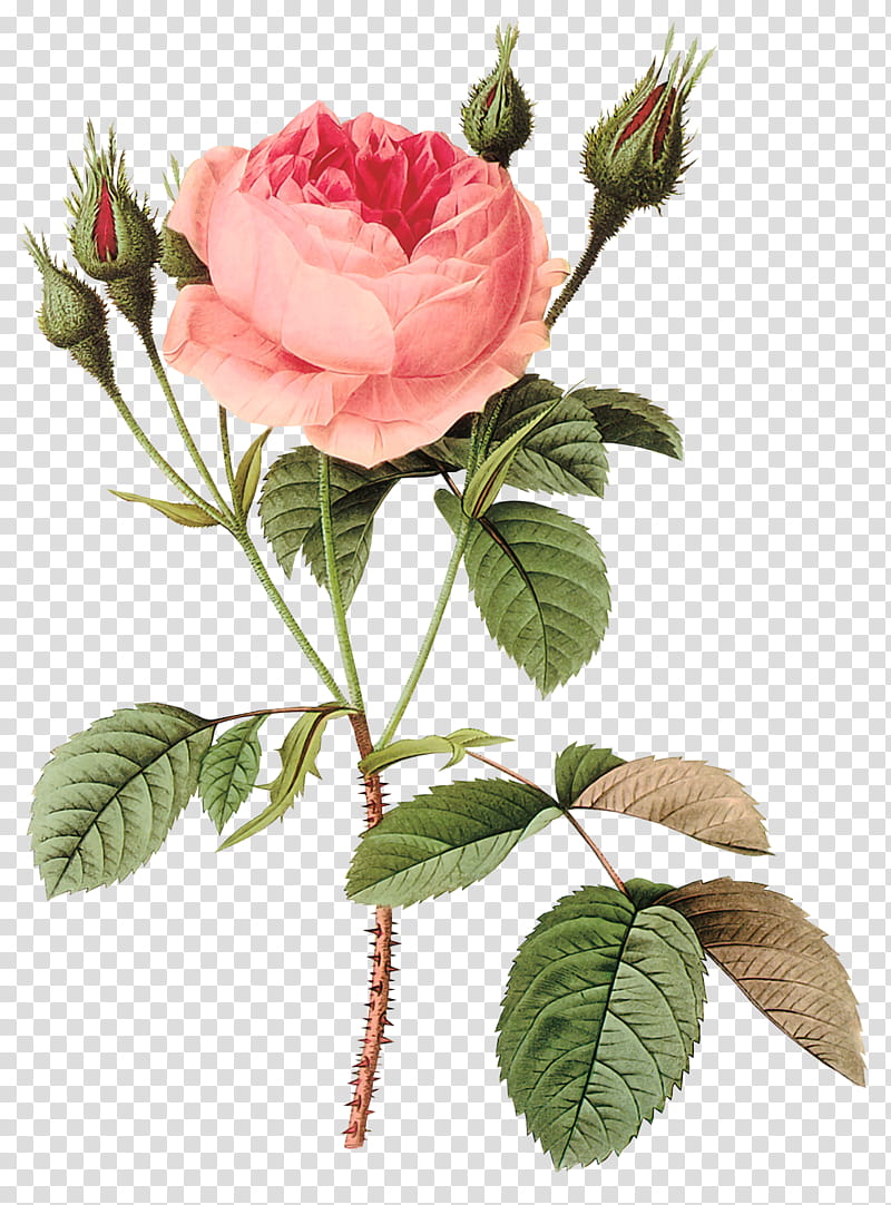 Vintage Flowers , pink petaled flower illustration transparent background PNG clipart