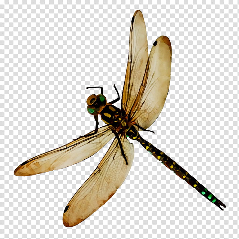 Bee, Dragonfly, Damselflies, Pterygota, Netwinged Insects, Azure Damselfly, Biology, Sticker transparent background PNG clipart