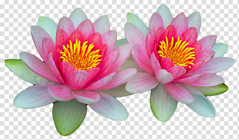 Waterlily Twins transparent background PNG clipart