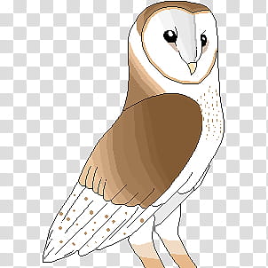 Barn Owl, white an brown owl painting transparent background PNG clipart