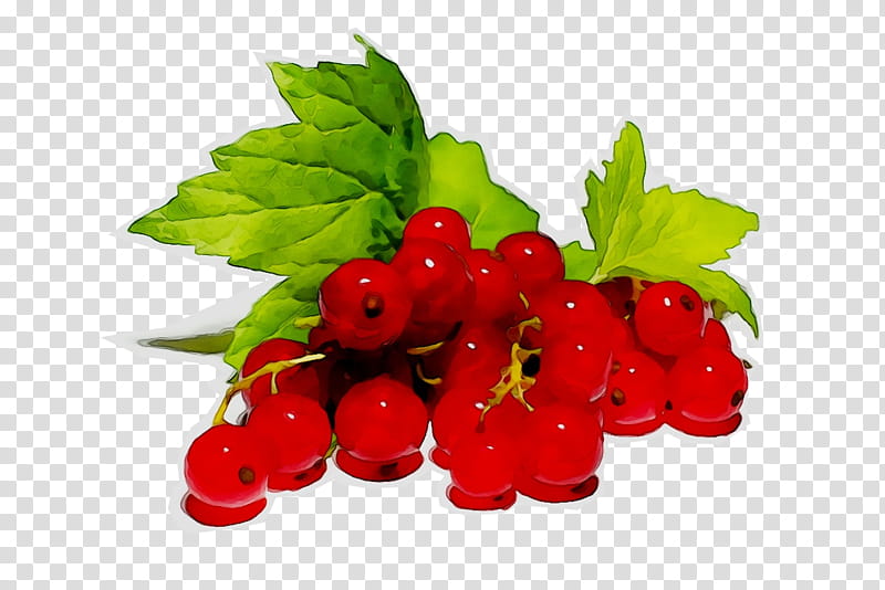 Flower White, Redcurrant, Blackcurrant, Berries, Fruit, White Currant, Jam, Gooseberry transparent background PNG clipart