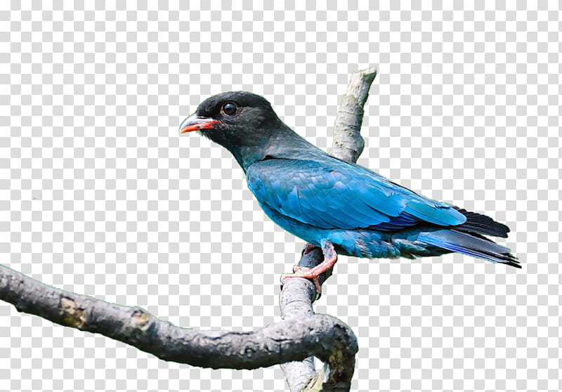 Bubble, Bird, Redwinged Blackbird, Parrot, Beak, Feather, Blue, Grey Parrot transparent background PNG clipart