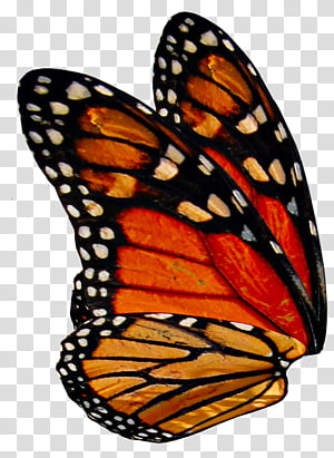 Render Wings transparent background PNG clipart thumbnail