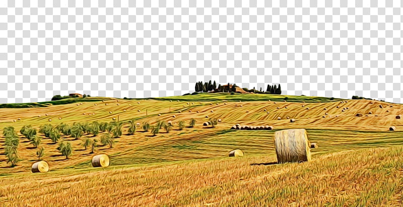 hay field straw land lot pasture, Watercolor, Paint, Wet Ink, Natural Environment, Agriculture, Farm, Grass transparent background PNG clipart