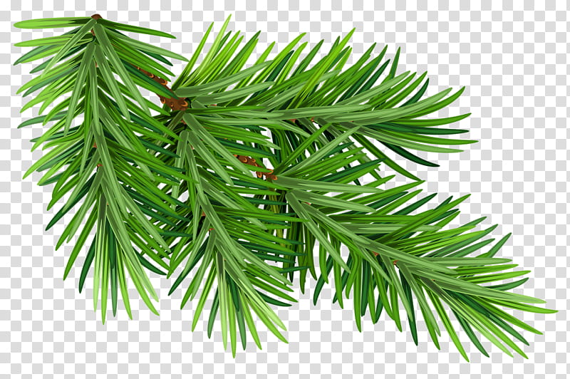 Christmas Resource , green pine tree leaf transparent background PNG clipart