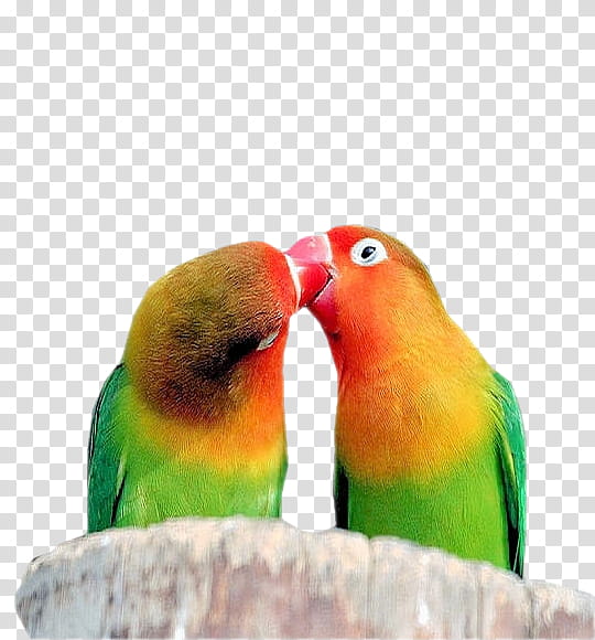 Bird Parrot, Lovebird, Quotation, Loriini, Parakeet, Saying, Beak, Proverb transparent background PNG clipart