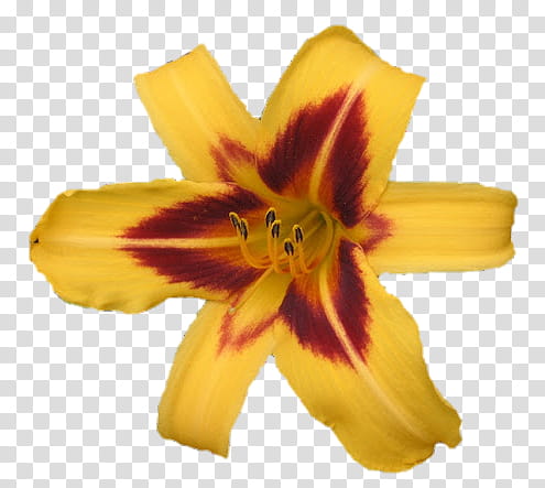 Yellow and Burgundy Lily transparent background PNG clipart