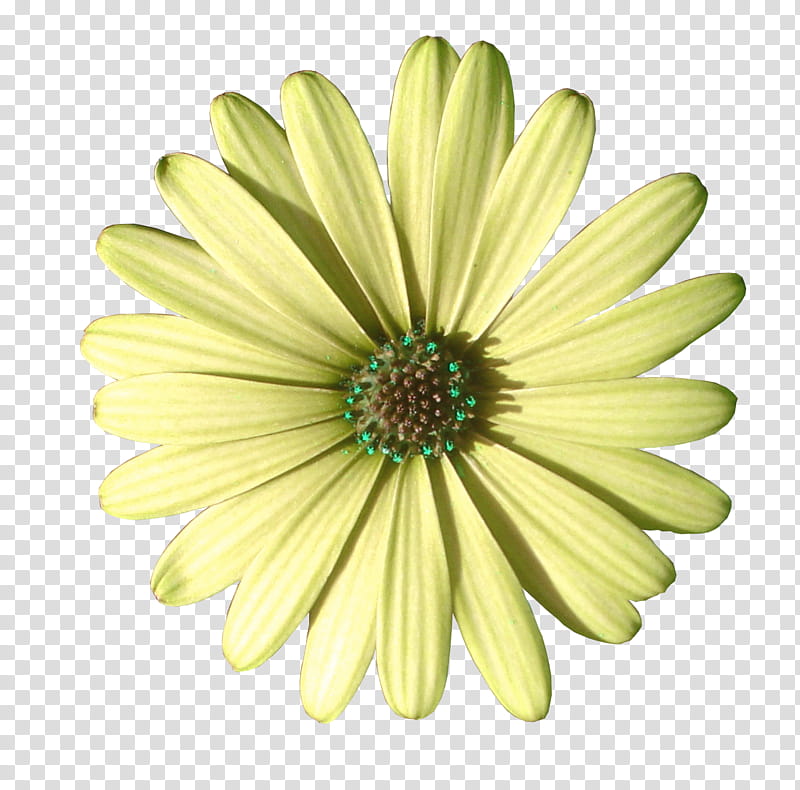 spring , green and yellow petaled flower transparent background PNG clipart