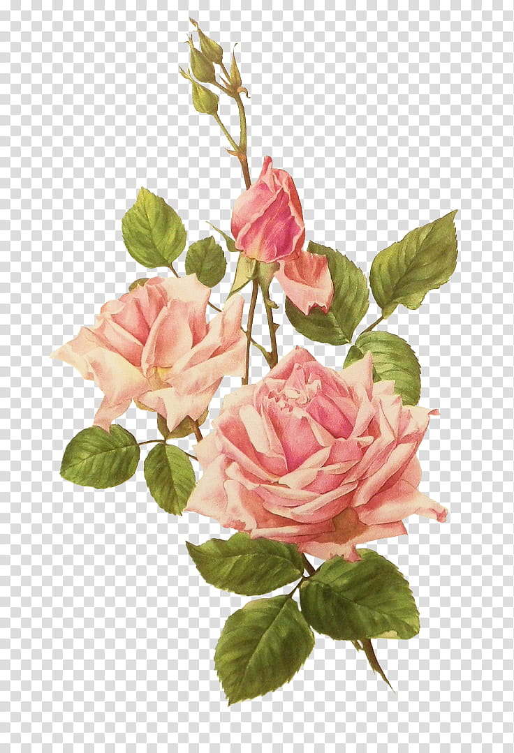 Flower, pink rose flower artwork transparent background PNG clipart