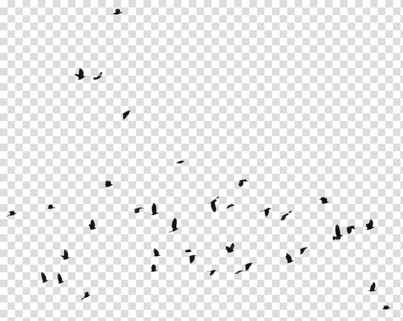 Bird Silhouette , flock of birds transparent background PNG clipart