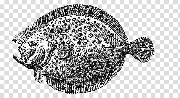 flatfish illustration transparent background PNG clipart