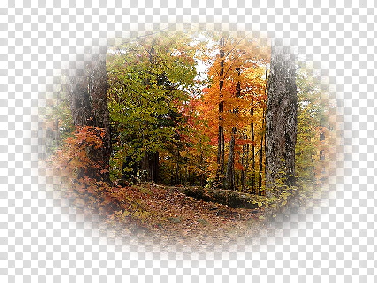 Autumn Tree, Painting, Paysages Automne, Landscape, Temperate Climate, Broadleaved Tree, 2018, Forest transparent background PNG clipart